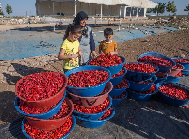 Şanlıurfa'da isot daha kaliteli ve hijyenik ortamlarda üretilecek